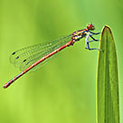 Damselfly